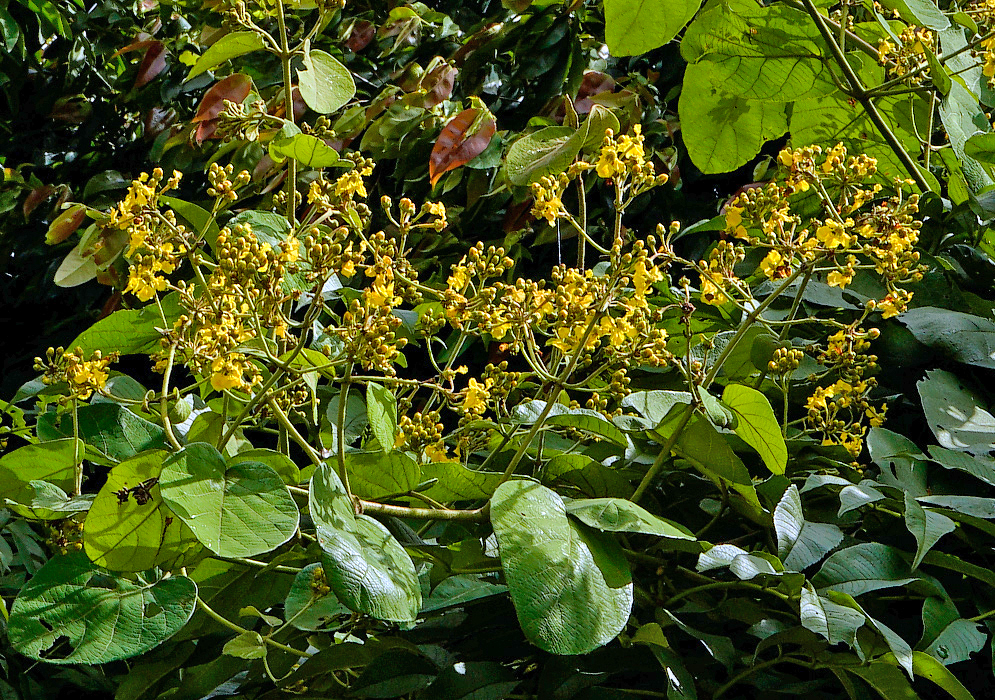 Yellow blooming Stigmaphyllon lindenianum Inflorescences in sunlight