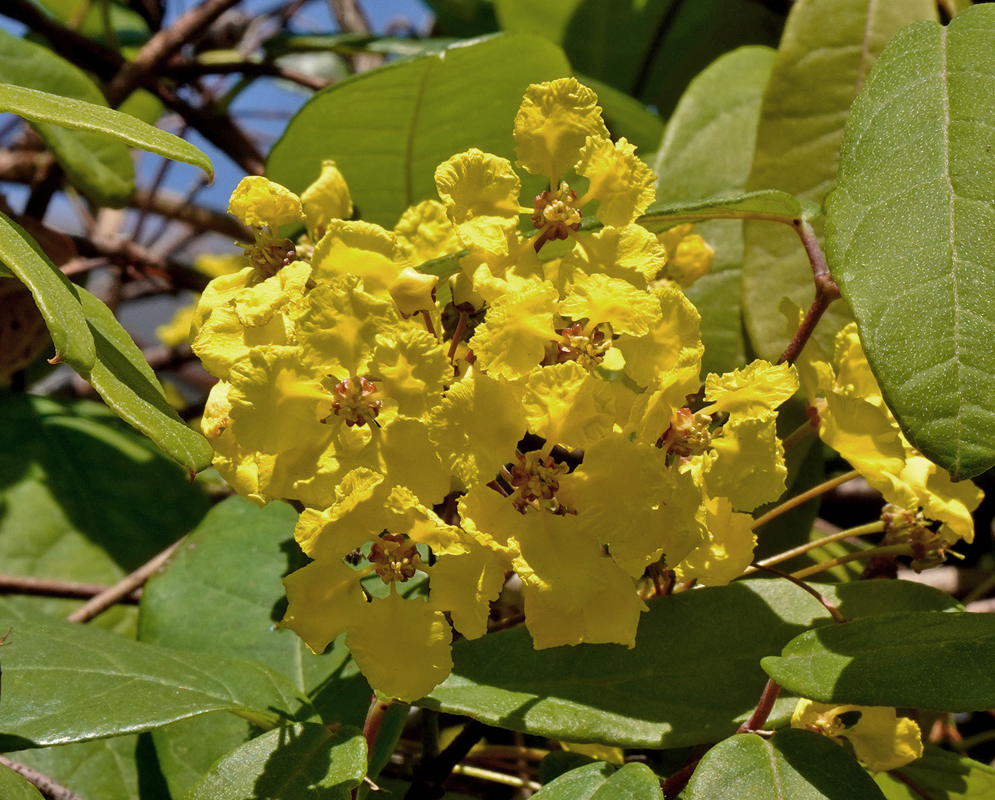 Stigmaphyllon emarginatum cluster of bright yellow crinkled flowers among broad green leaves