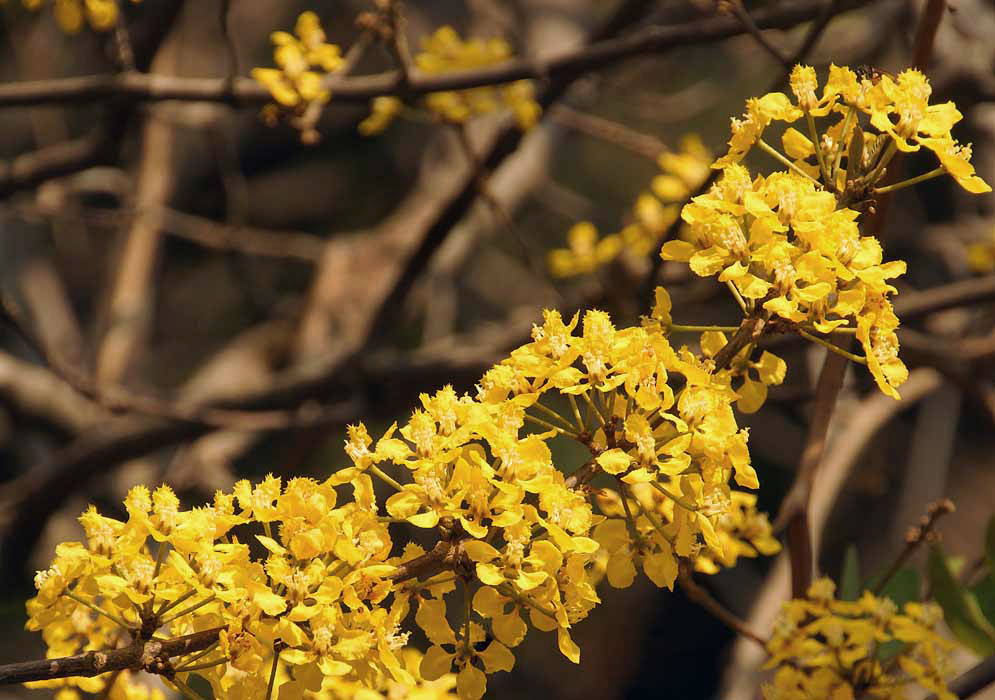 A Stigmaphyllon branch with clusters of yellow flowers