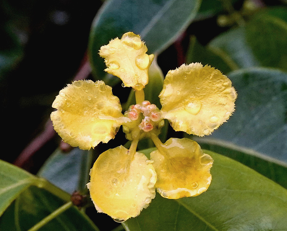 Stigmaphyllon palmatum yellow flowers with broad fringed petals and reddish centers