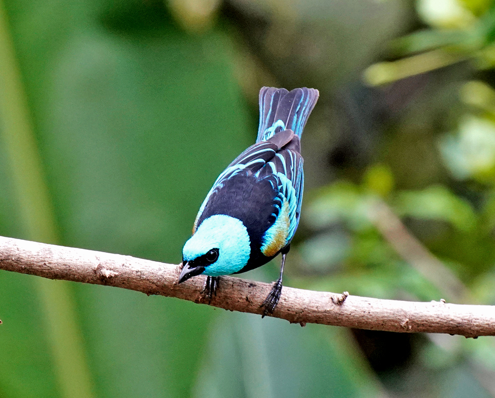 A blue and black Stilpnia cyanicollis displaying his back on a branch