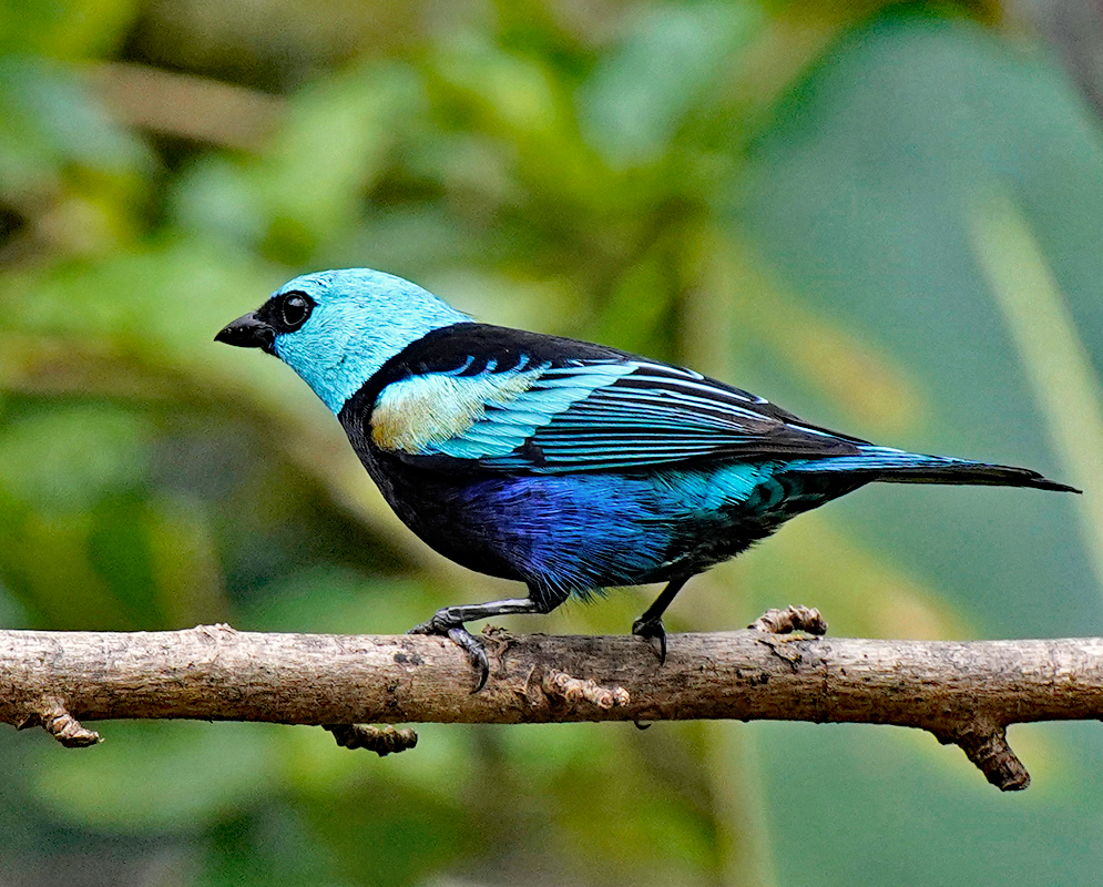 A blue and black Stilpnia cyanicollis on a branch