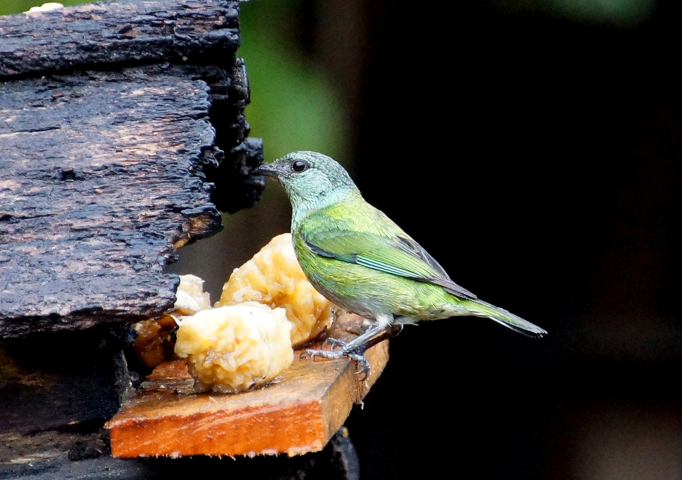 Black-capped Tanagers eating banana