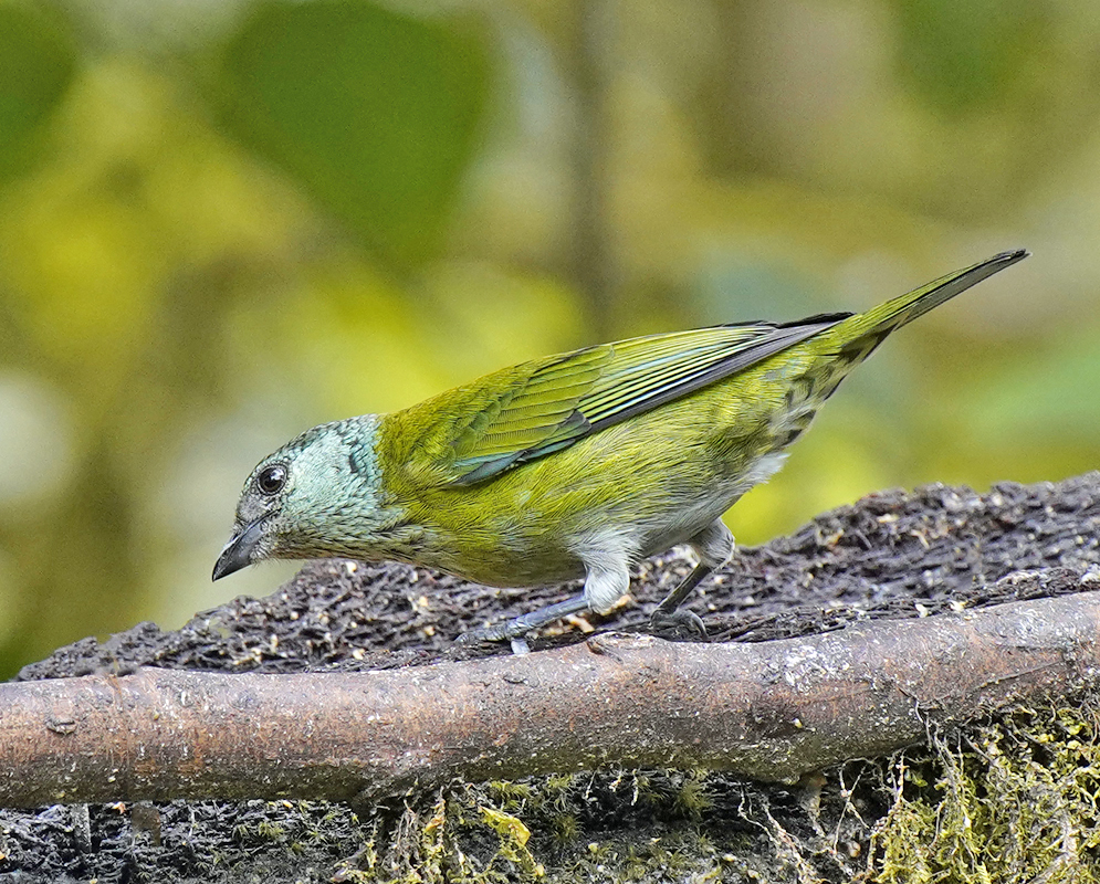 Crouching female Stilpnia heinei with yellow-green and blue feathers