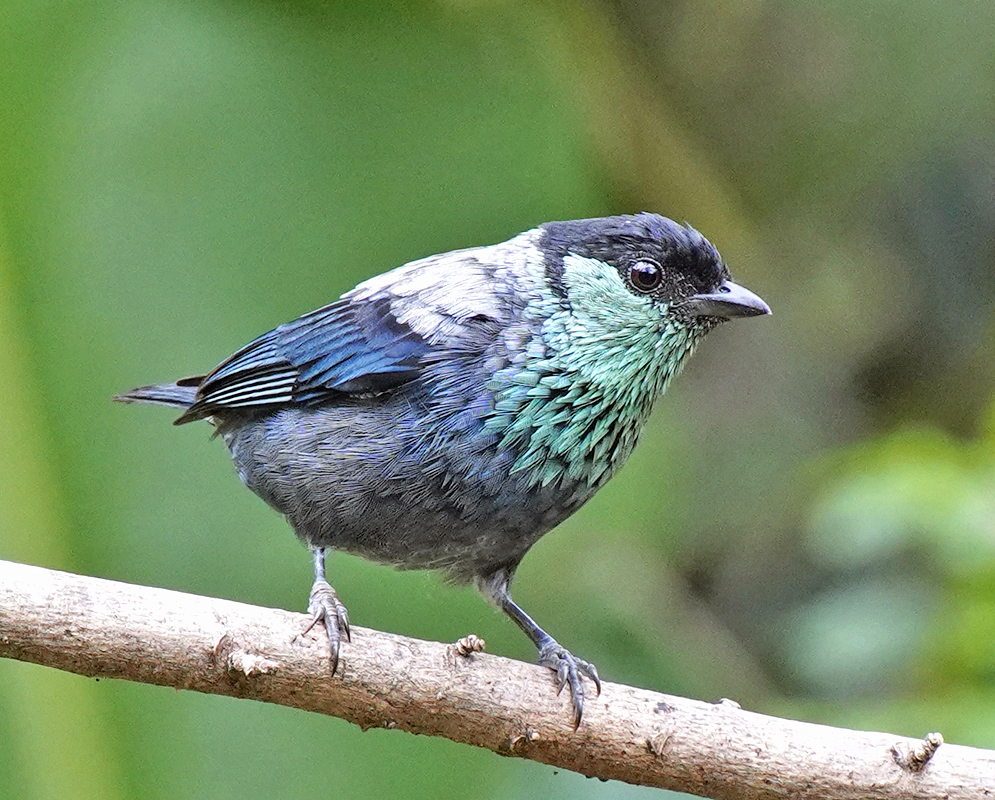 Male Stilpnia heinei with different shades of blue feathers