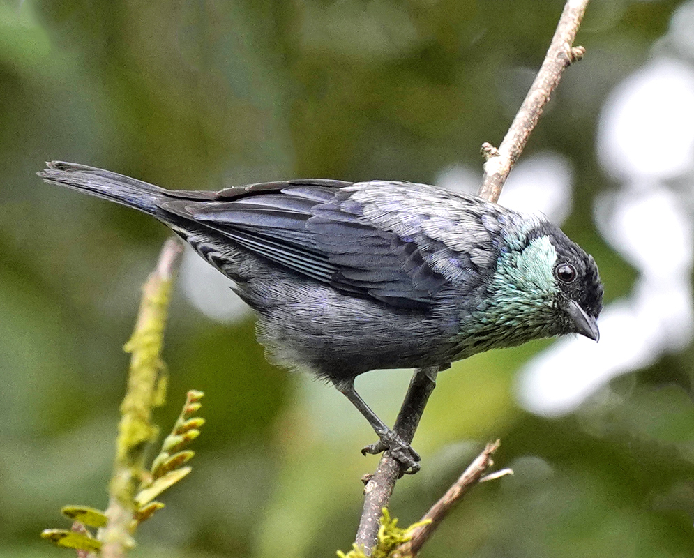 Male Stilpnia heinei with different shades of grey and blue feathers