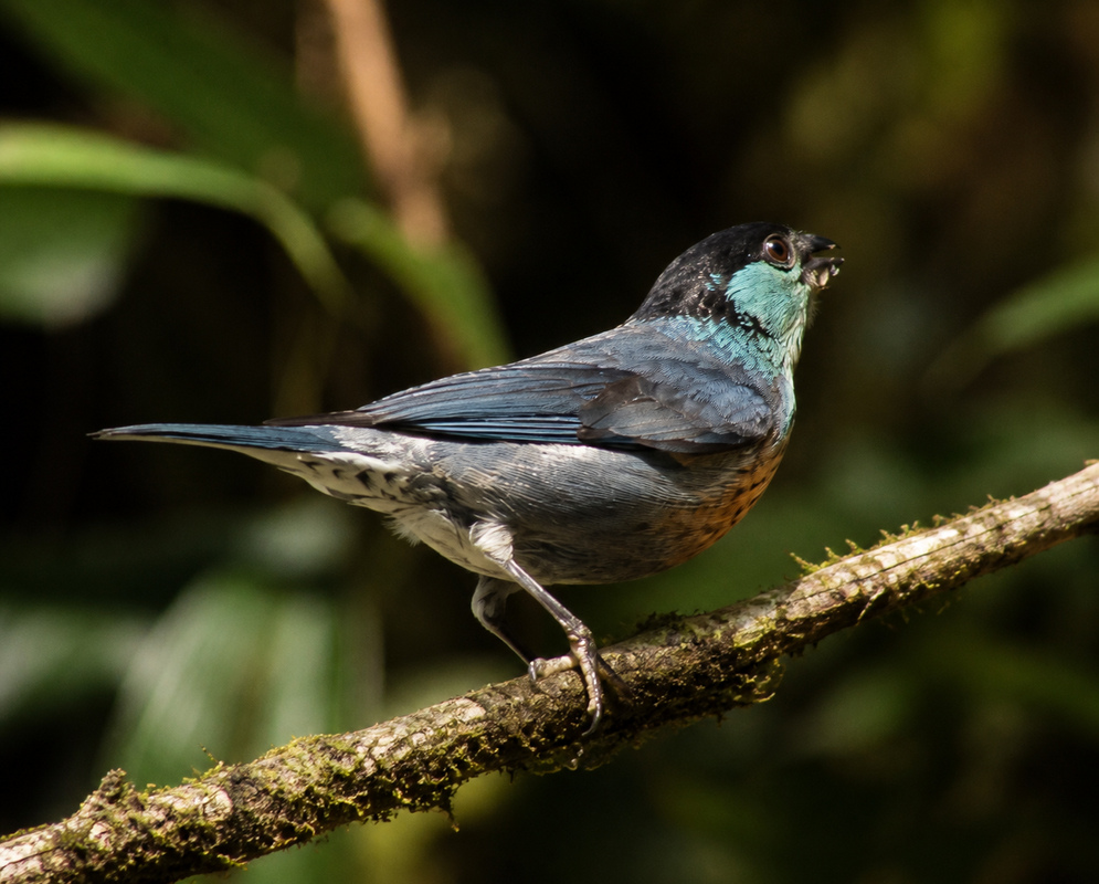Stilpnia heinei Side View A Stilpnia heinei perched in profile with its side plumage and bill clearly visible