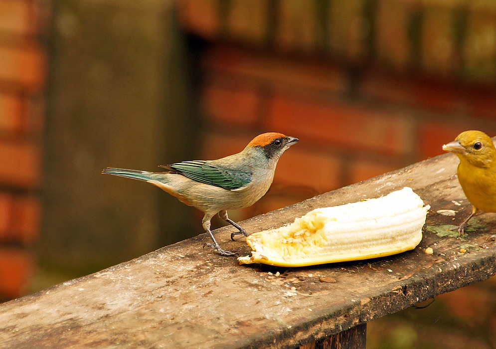 Scrub Tanager with another bird eating banana