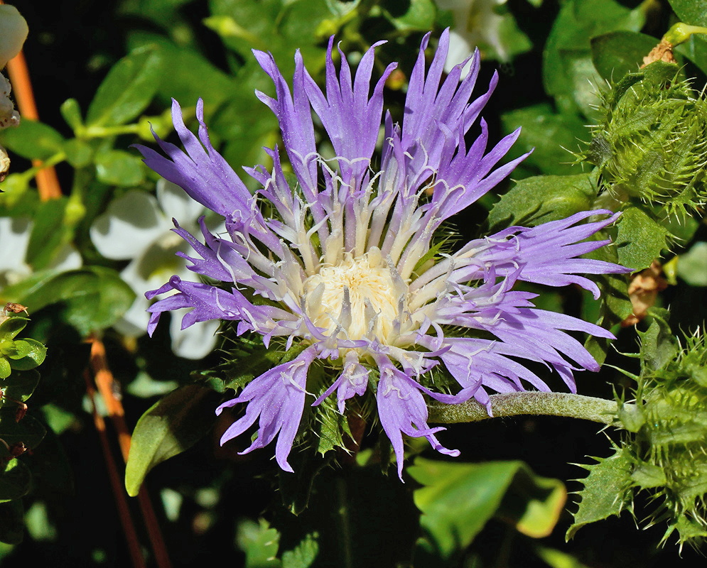 Stokesia laevis lavender-blue flower head with deeply divided ray florets around a pale center