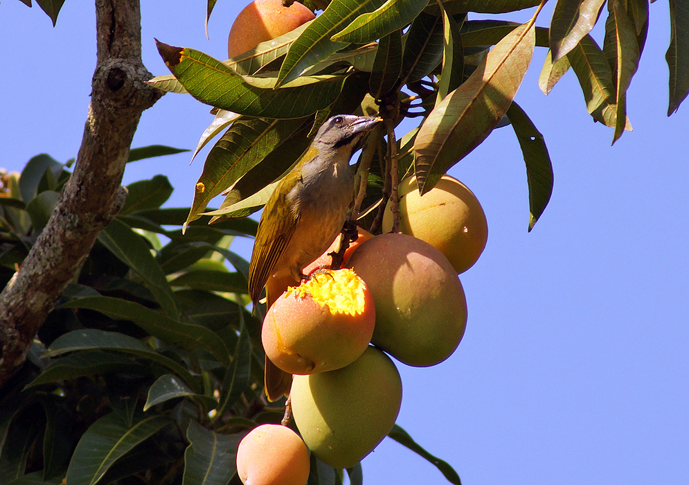 Mustard-colored-back and striped-chested Saltator striatipectus in a Mango tree eating its fruit