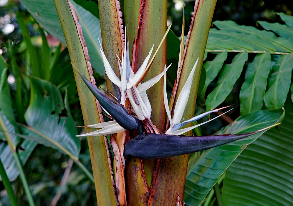 Two Strelitzia nicolai inflorescences with dark grey-purple bracts, white sepals and a bluish tongue 