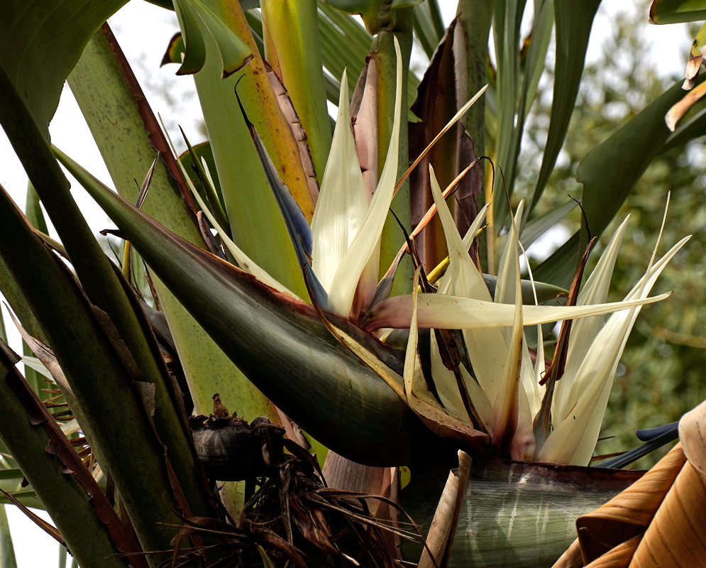 A close-up of the white and blue flowers of Strelitzia nicolai, emerging dramatically from a large green bract among thick upright stems and banana-like foliage