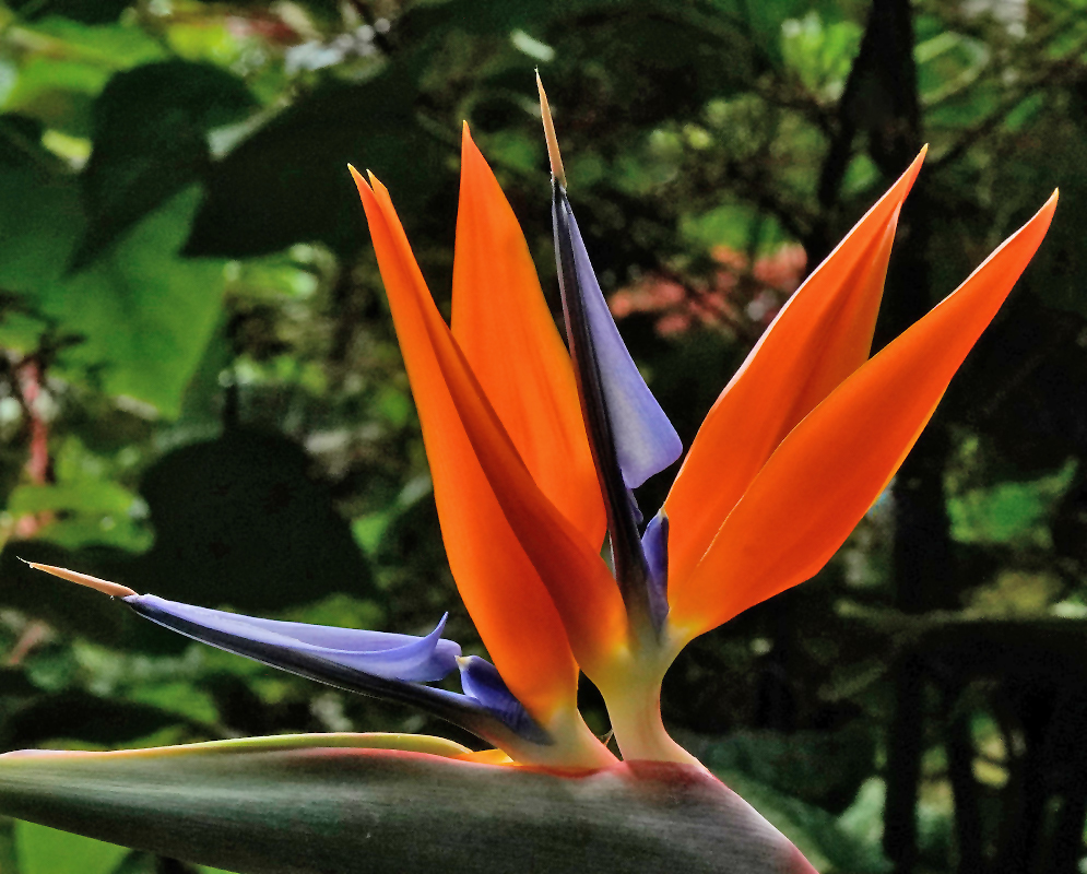 Strelitzia reginae Crane-Like Flower Structure A sharp side view of a Strelitzia reginae flower showing two upright orange petals and horizontal blue petals shaped like a crane’s head
