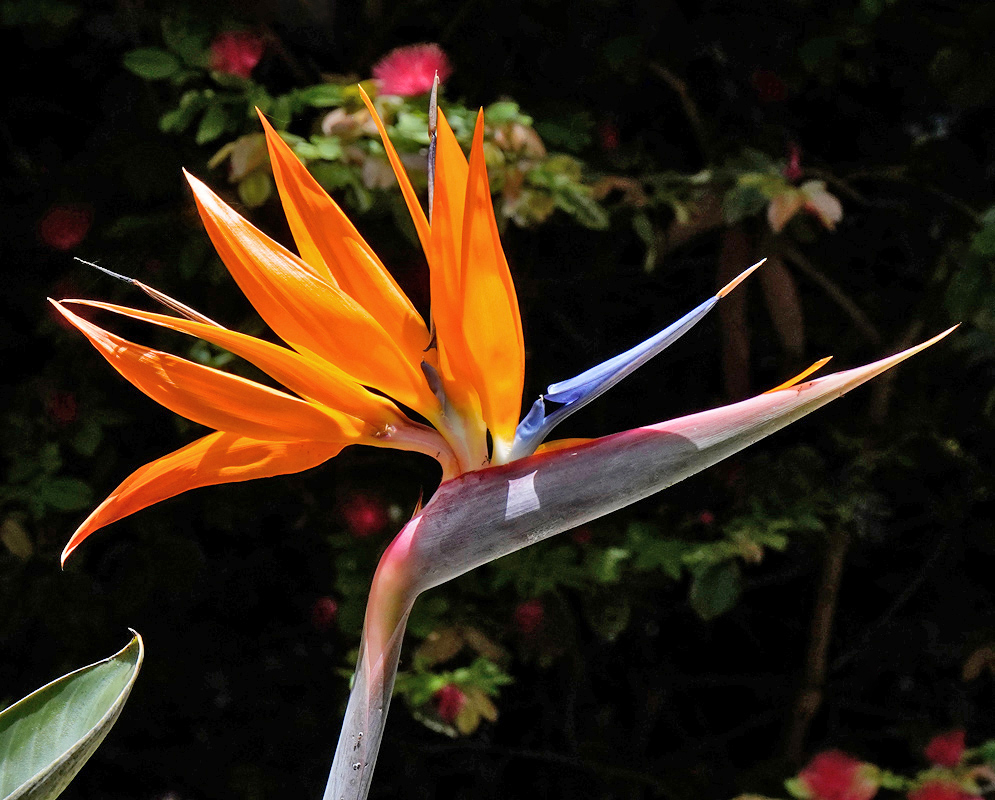 Strelitzia reginae Bright Orange and Blue Bloom A Strelitzia reginae bloom with orange petal blades and bright blue inner segments emerging from a pink and gray bract