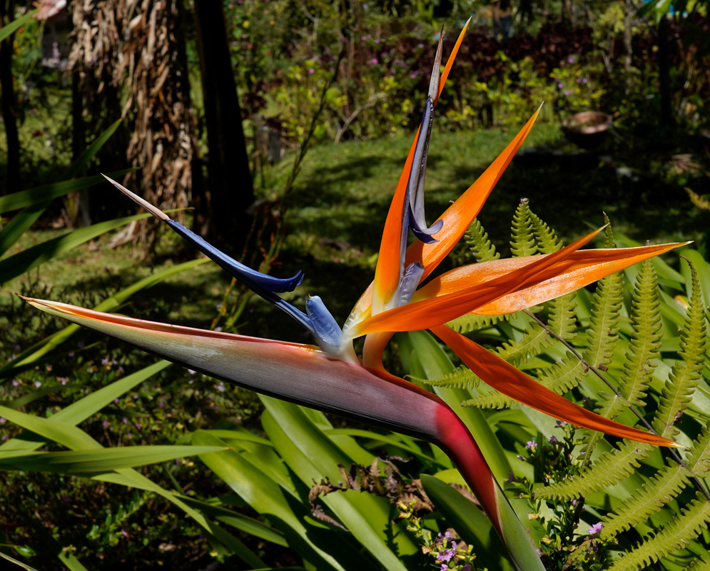 Strelitzia reginae Orange and Blue Flower A vivid orange and blue flower of Strelitzia reginae with pointed petals and a beak-like base growing in a sunlit tropical garden