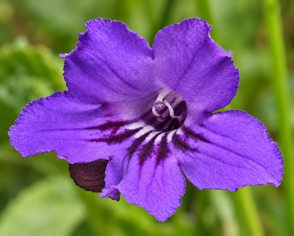 Streptocarpus × hybridus purple flower with white marking and dark purple near the throat