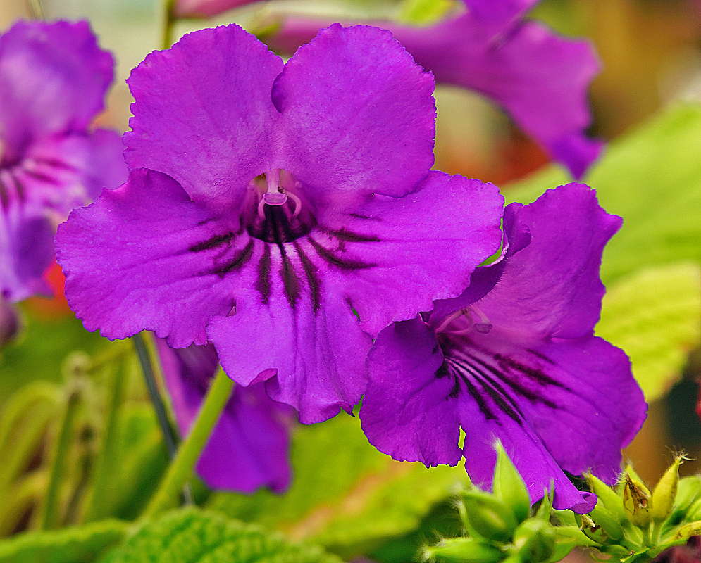 Streptocarpus × hybridus purple flowers with dark purple stripes near the throat