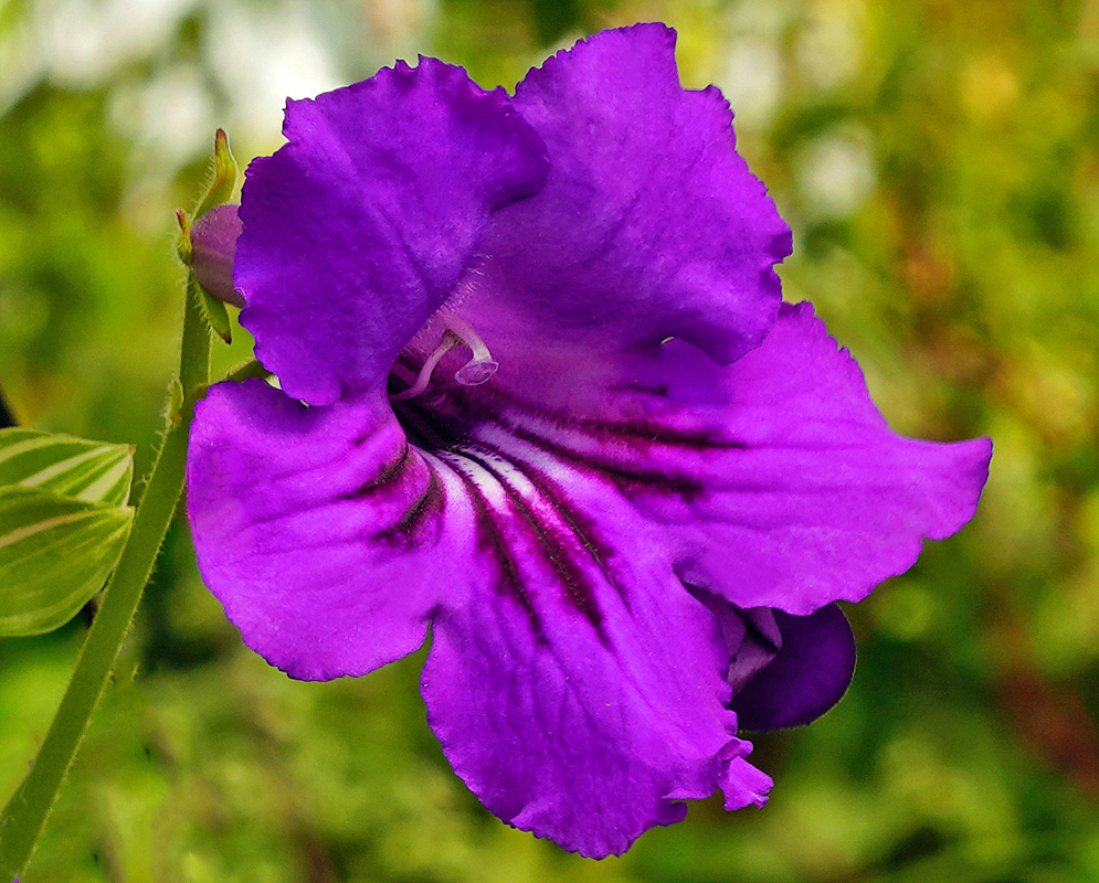 Streptocarpus × hybridus purple flower with white marking and dark purple near the throat
