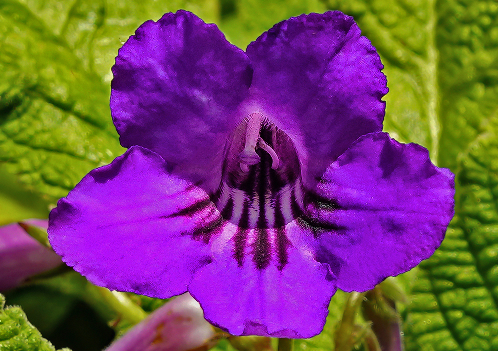 Purple Streptocarpus × hybridus flower in sunlight