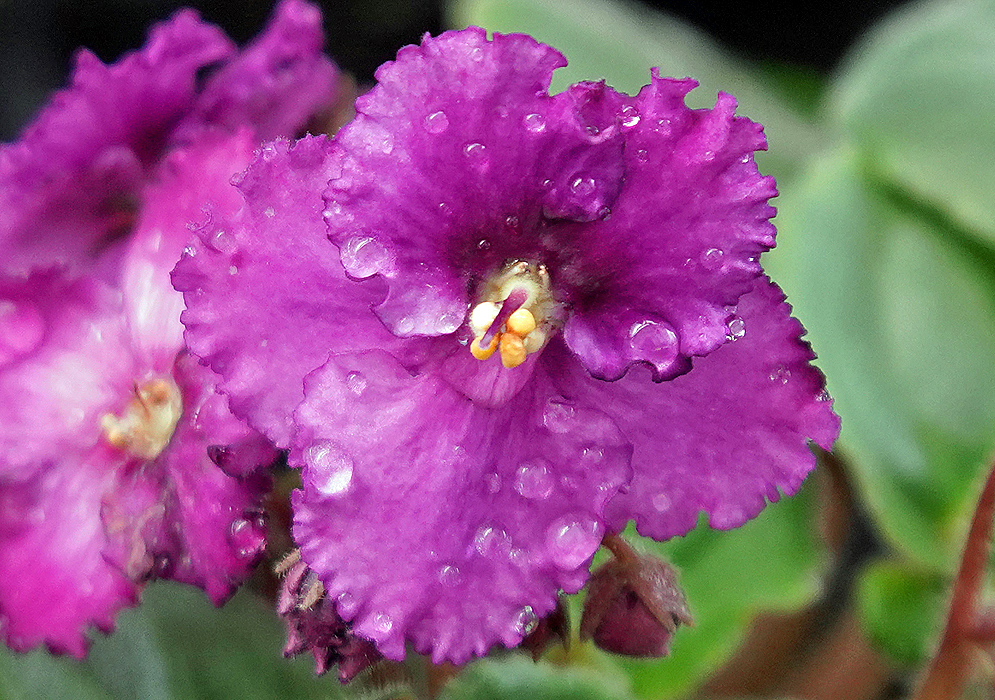 Streptocarpus ionanthus purple flower covered in raindrops