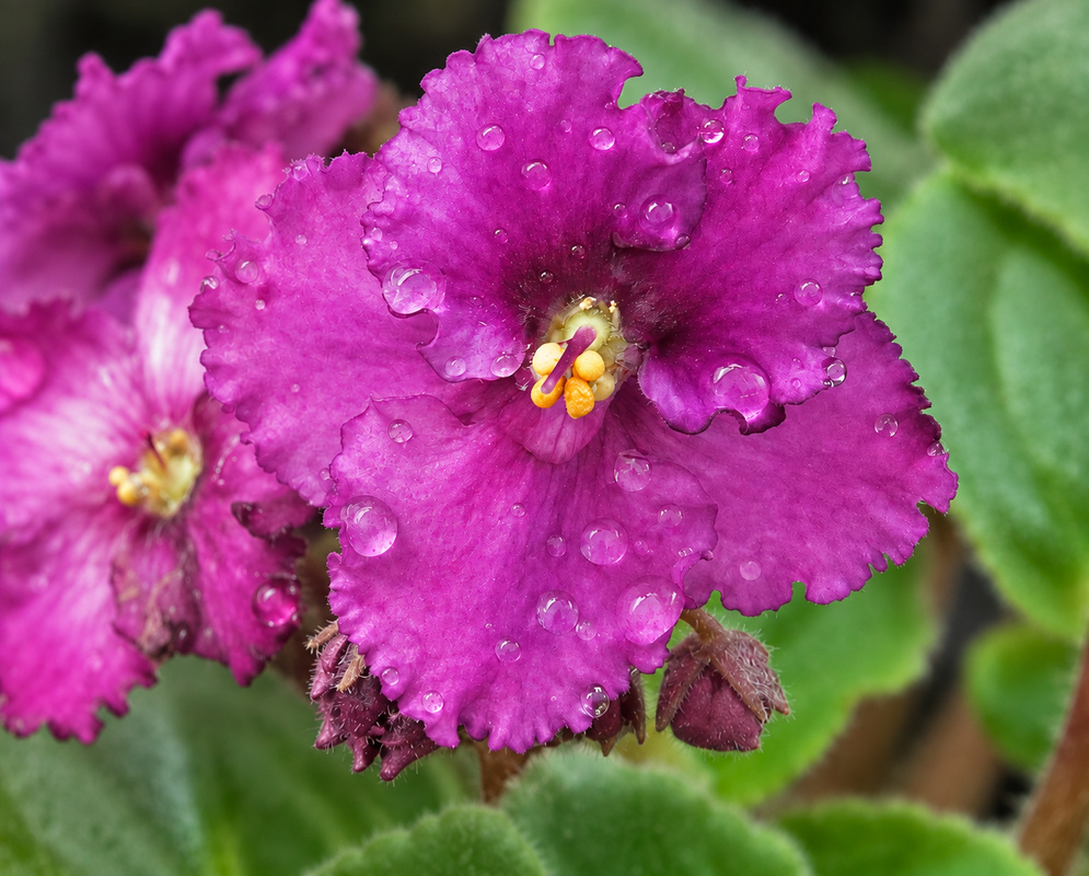 Streptocarpus ionanthus purple flower covered in raindrops