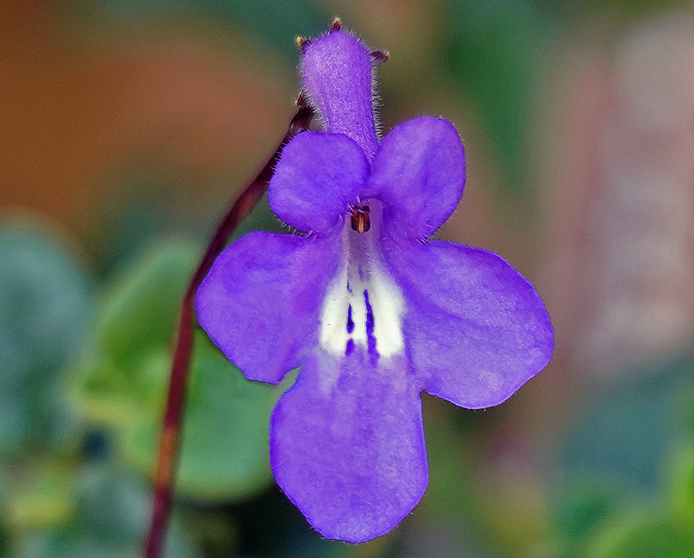 Streptocarpus saxorum purple flower with white near the throat