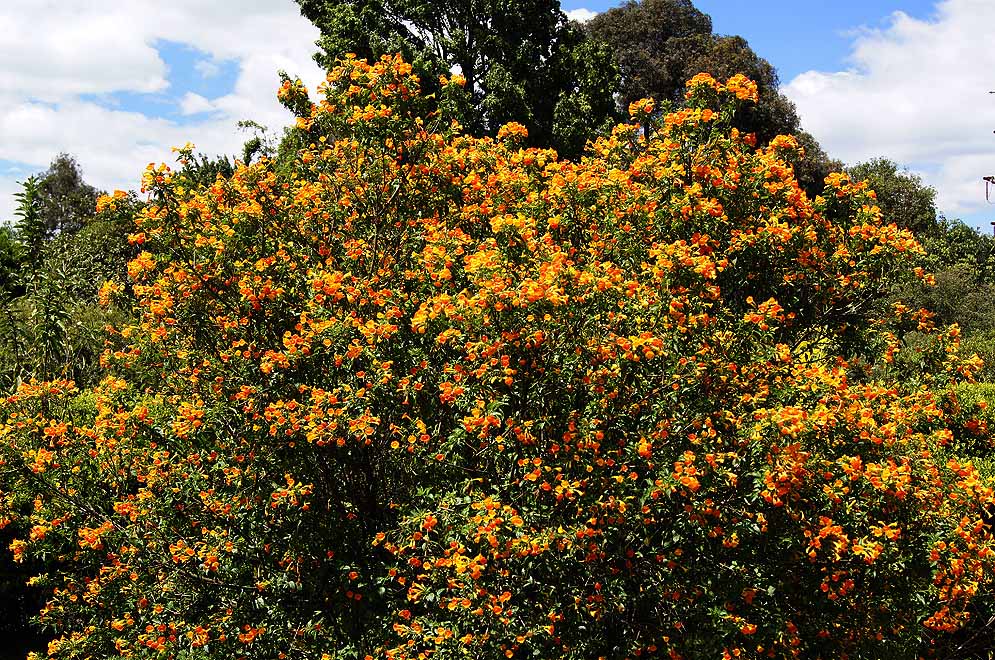 A large Streptosolen jamesonii bush full of flowers under blue sky