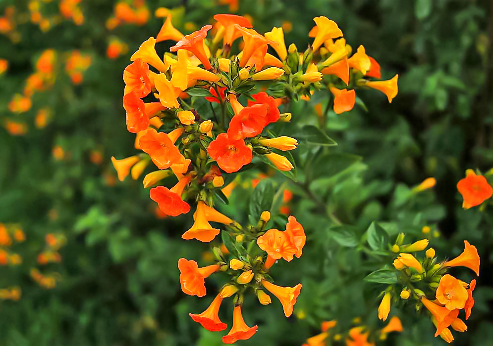 Streptosolen jamesonii flowers with red, orange and yellow tones