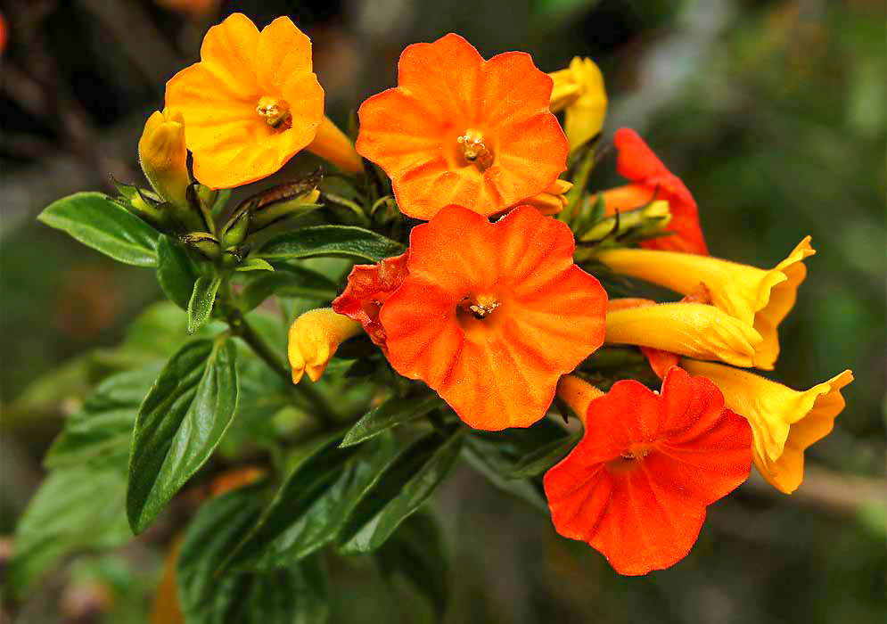 Four Streptosolen jamesonii flowers in colors of yellow, orange, and dark orange