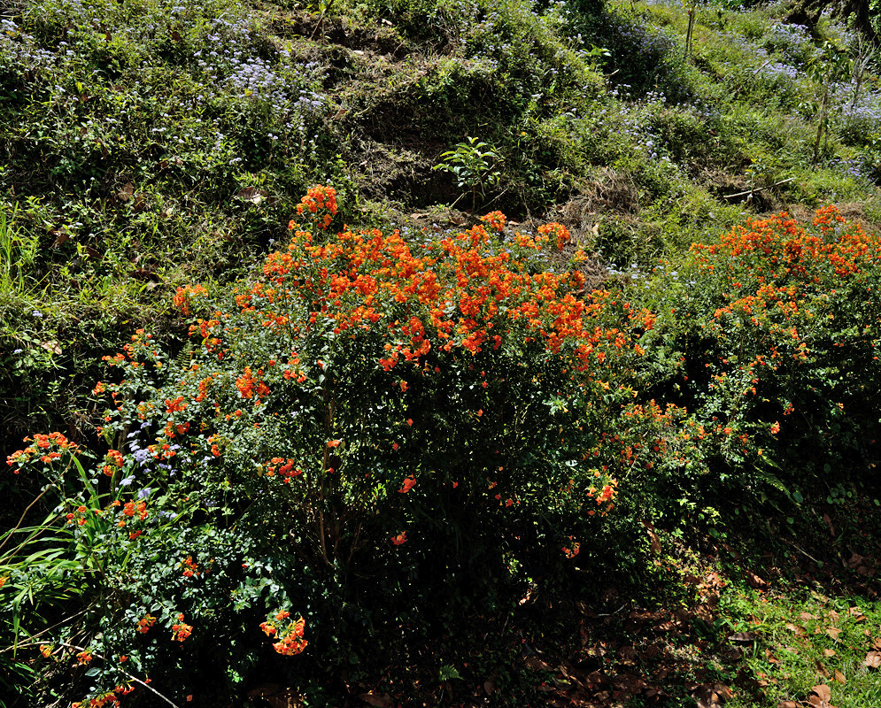 Streptosolen jamesonii Shrub in Bloom Dense flowering shrub of Streptosolen jamesonii covered in bright orange blooms growing on a grassy hillside among patches of blue wildflowers