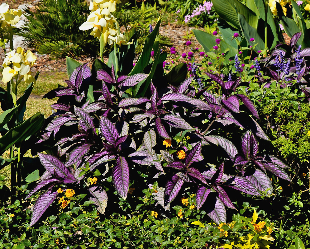 Strobilanthes auriculata var. dyeriana mass of metallic purple and dark green variegated leaves