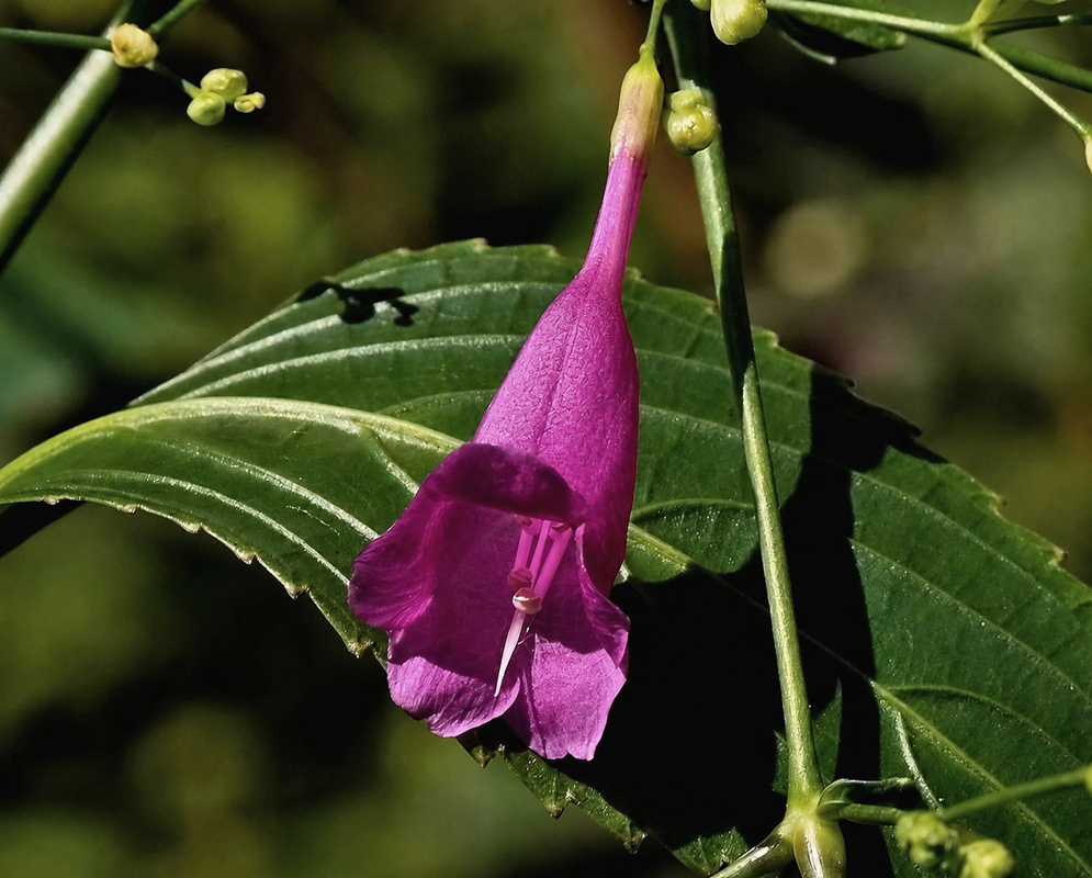 Strobilanthes cusia magenta-purple tubular flower curving beneath a prominently veined leaf