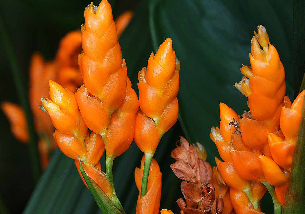 Orange Stromanthe jacquinii bracts