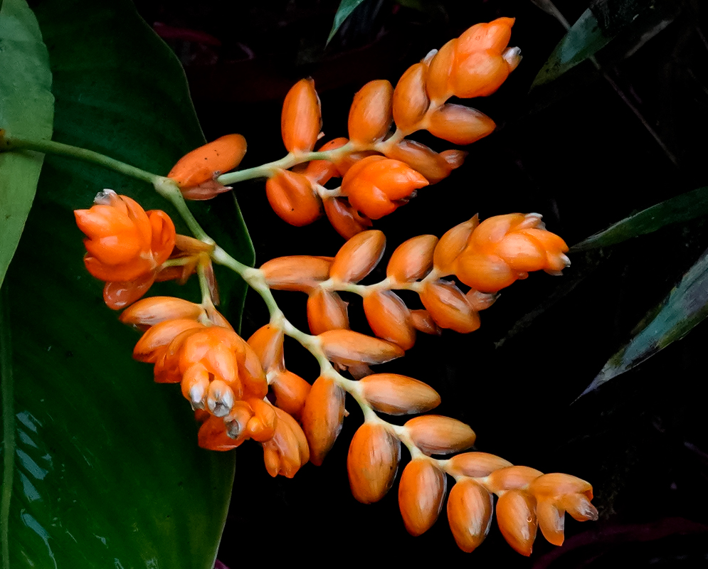 Bright orange Stromanthe lutea bracts with cream color flowers
