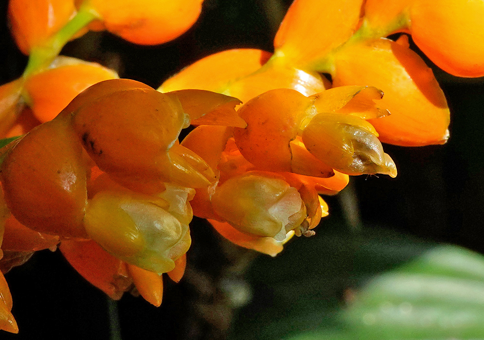 Close-up of vivid orange and pale yellow flowers of Stromanthe jacquinii showing thick, waxy petals and emerging buds in dappled sunlight