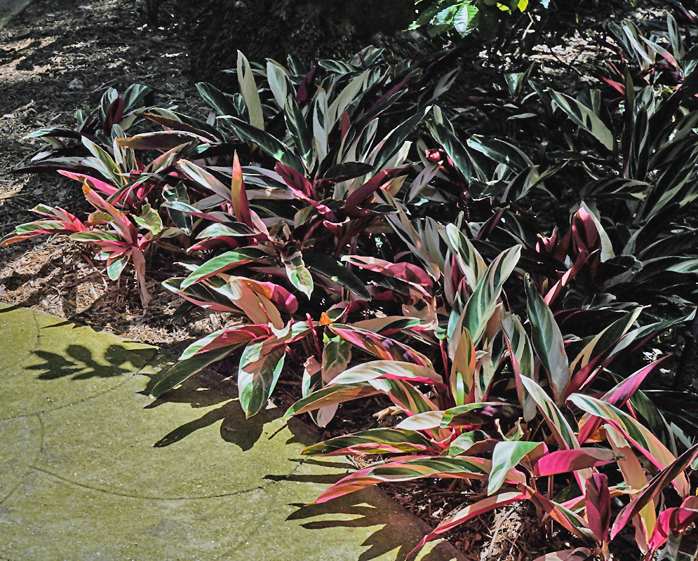 Stromanthe thalia clump of narrow green cream pink and red variegated leaves