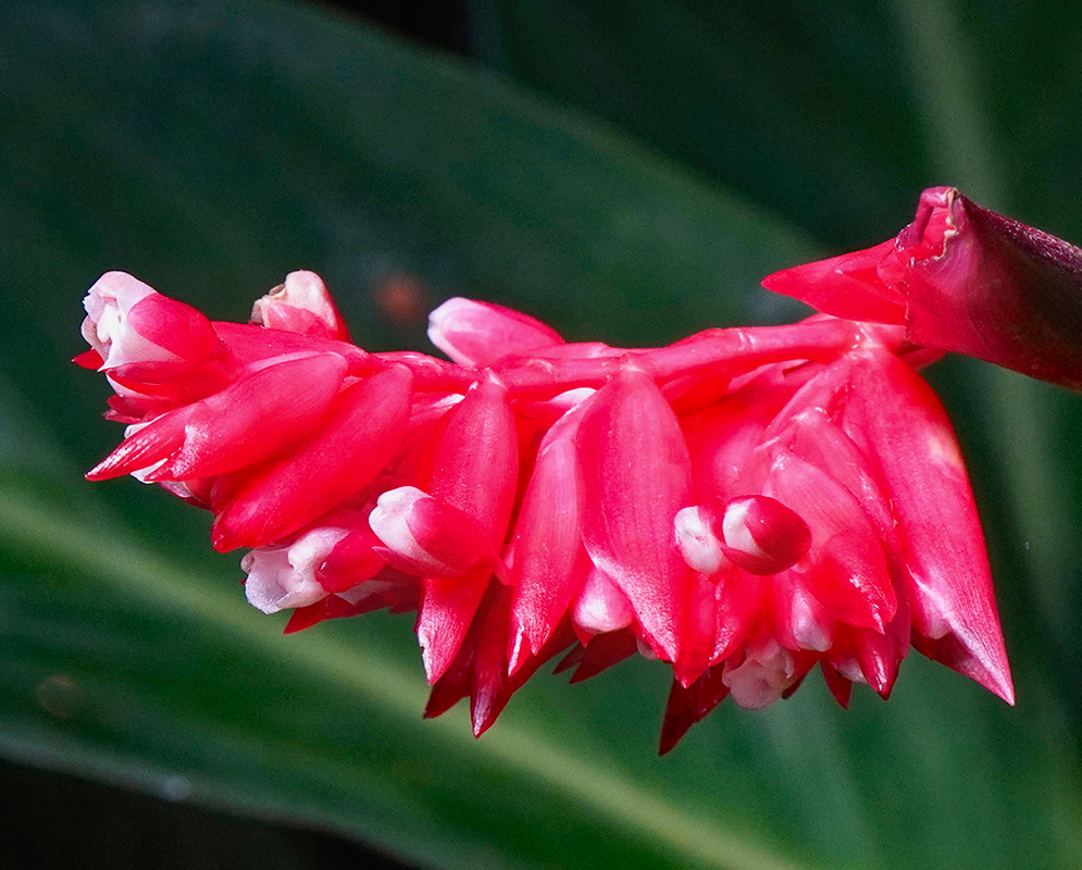 Stromanthe thalia Red Bracts Stromanthe thalia vivid red overlapping bracts surrounding small pale flowers