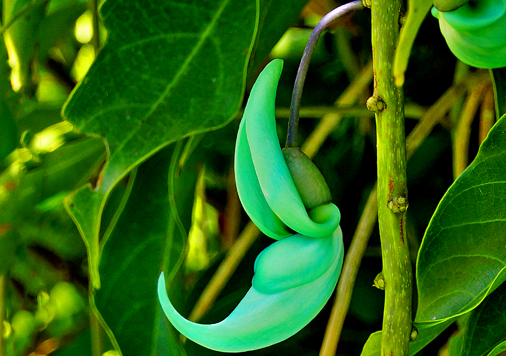 A claw-shaped Strongylodon macrobotrys seagreen-turquoise flower in shade
