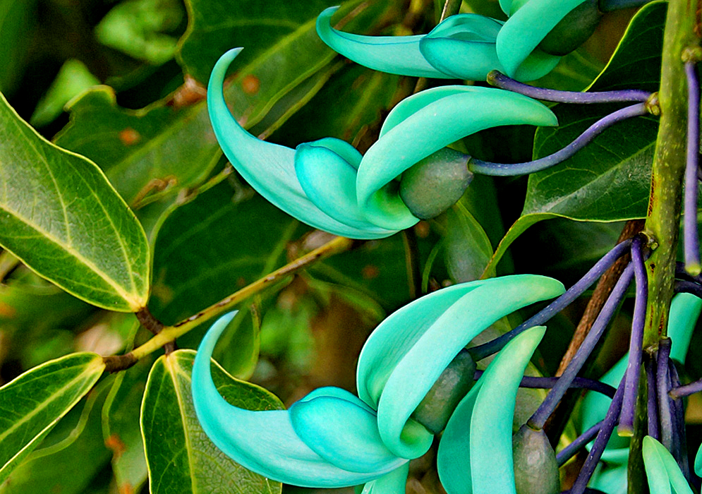 Two claw-shaped Strongylodon macrobotrys seagreen-turquoise flowers in shade