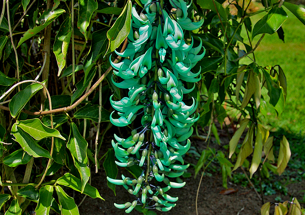 A drooping Strongylodon macrobotrys raceme with seagreen-turquoise flowers in dabbled sunlight