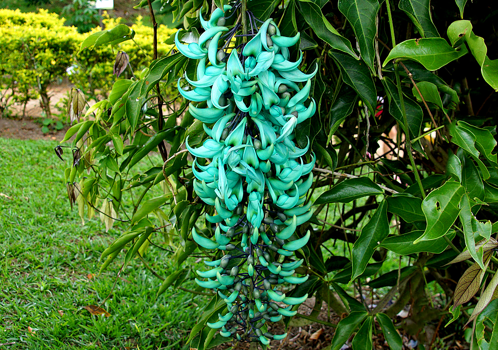 A drooping Strongylodon macrobotrys raceme with seagreen-turquoise flowers in dabbled shade
