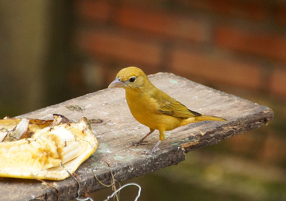 Cadmium-yellow Summer Tanager standing next to a banana/plantain covered with black ants
