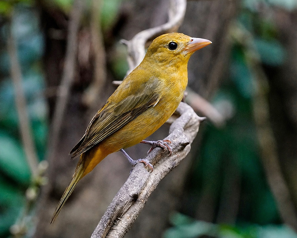 Piranga rubra Full Body Alternate A Piranga rubra shown in a full-body view with its plumage and body shape visible from a second distinct angle