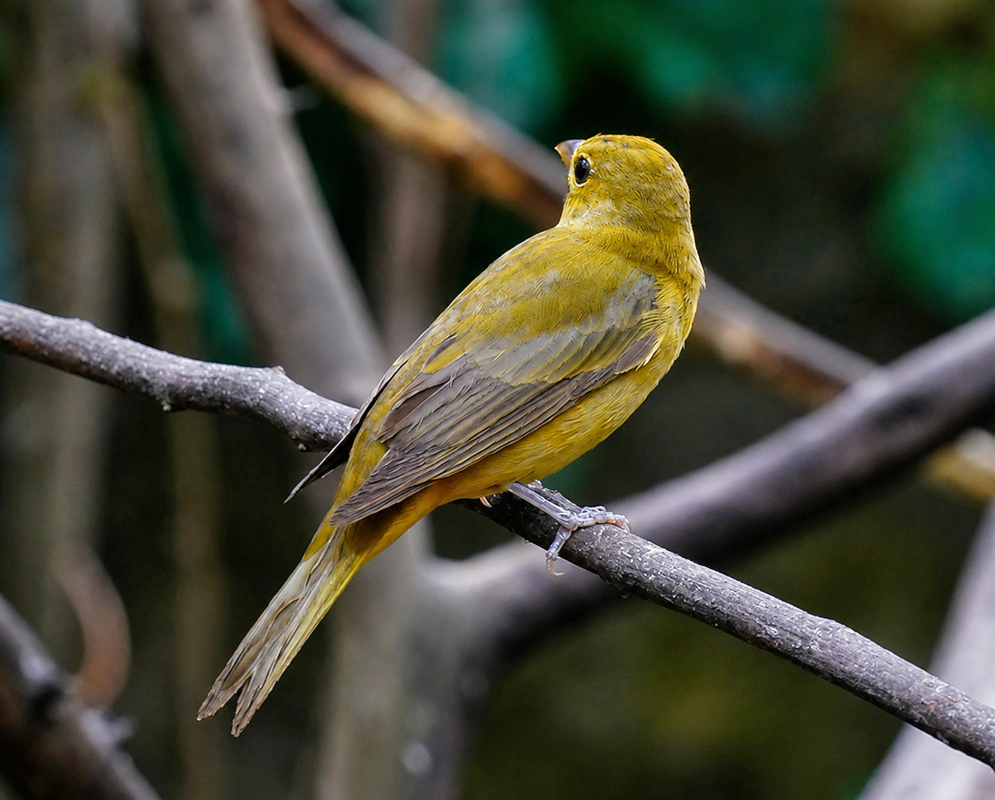 Piranga rubra Perched Alternate A Piranga rubra perched with its plumage and characteristic features visible from a second distinct angle