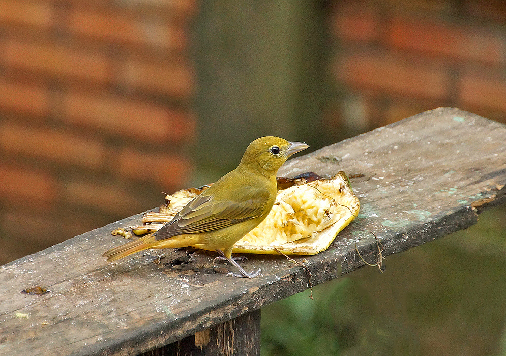 Cadmium-yellow Summer Tanager standing on a wooden table next to a banana/plantain covered with black ants