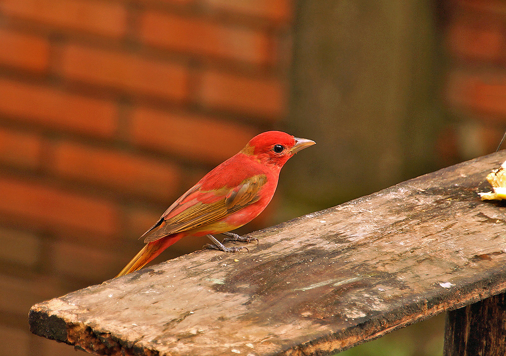 Scarlet and lionel-gold Summer Tanager standing on a wooden table