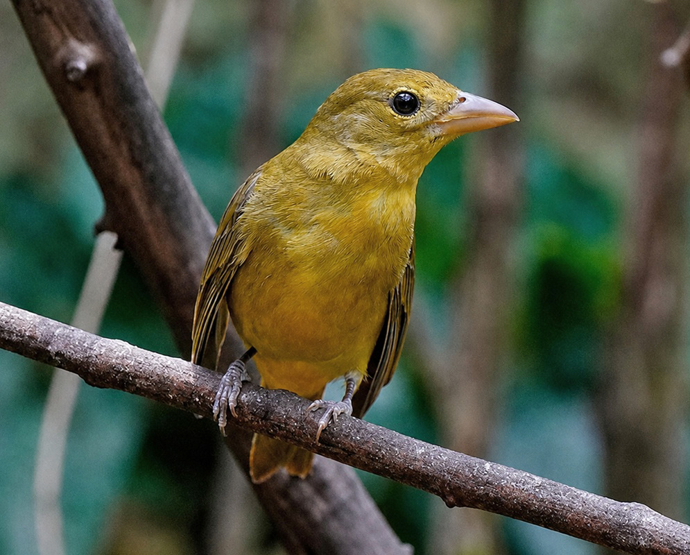 Piranga rubra Summer Tanager A Piranga rubra shown as the summer tanager in a clear view with its characteristic plumage visible