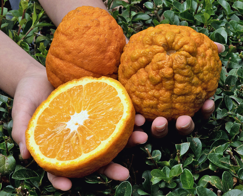 Citrus × sinensis Sumo fruit showing its knobby orange rind and juicy segmented interior