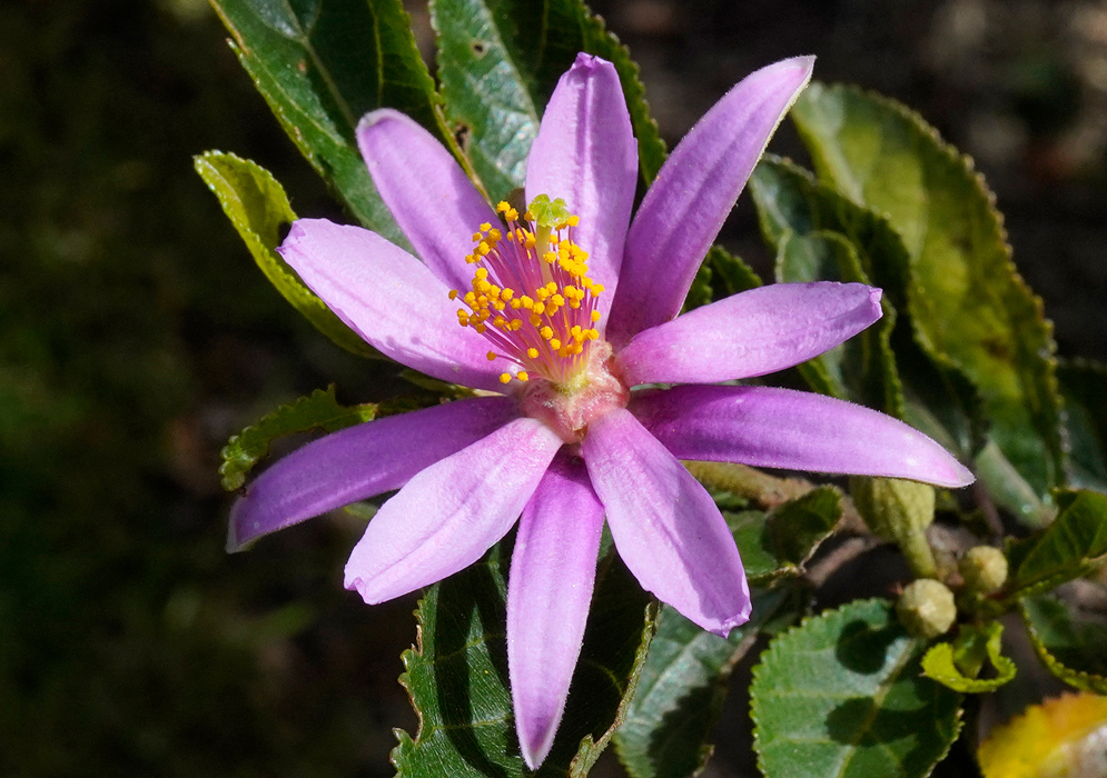A bright purple flower of Grewia occidentalis with a yellow center and long anthers, lit by sunlight