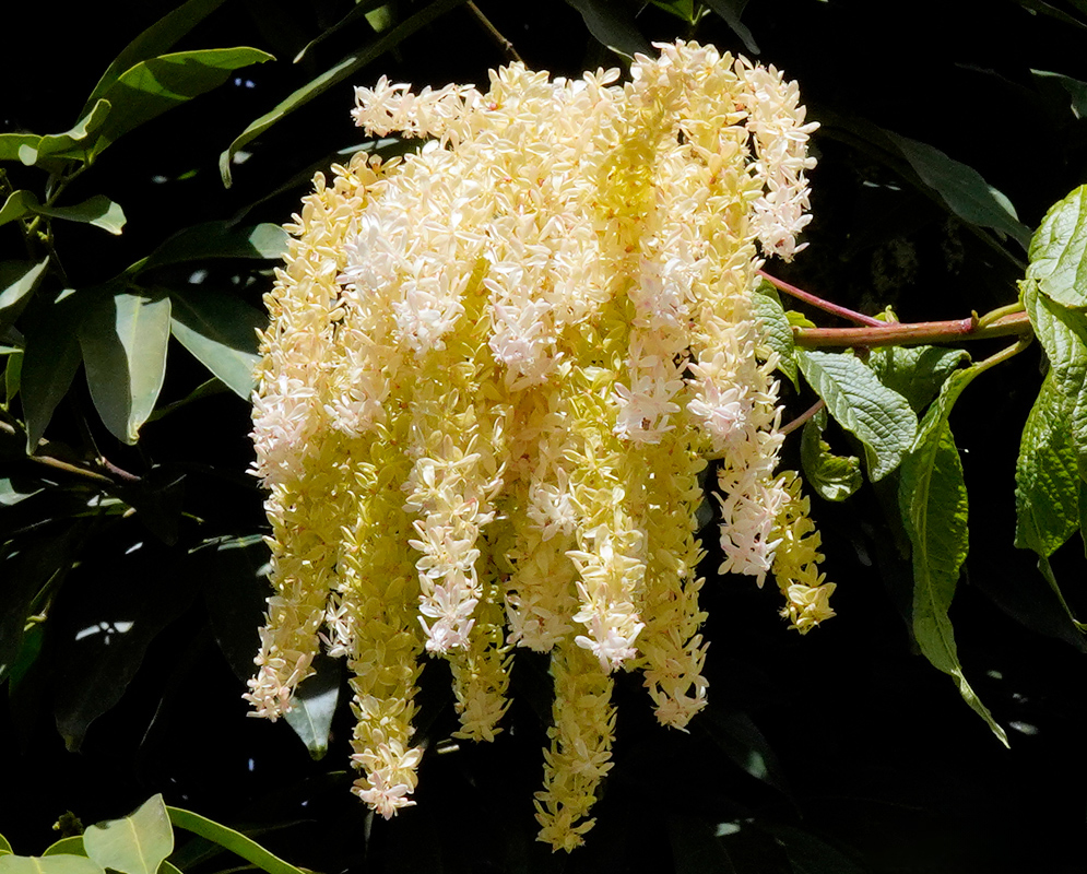 A large pendant cluster of pale yellow and white flowers of Ledenbergia seguierioides hanging from a branch and glowing under bright sunlight